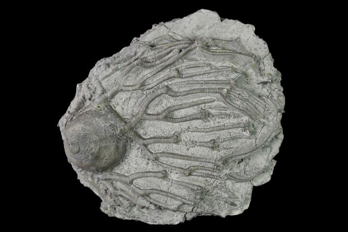 Fossil Crinoid (Arthroacantha) - Silica Shale #138627